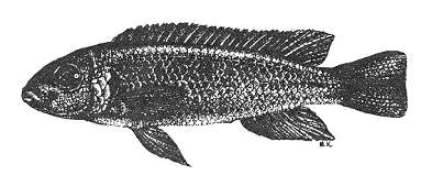 Pseudotropheus ater holotype, from Stauffer (1988)