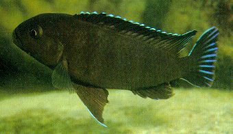 Pseudotropheus
'aggressive brown,' photo by Ad Konings