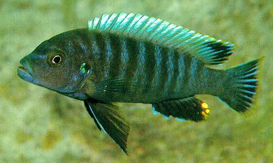 Pseudotropheus
'aggressive gray,' photo by Ad Konings