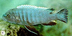 Pseudotropheus
'aggressive gray,' photo from Ribbink et al. (1983)