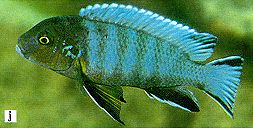 Pseudotropheus
'aggressive gray head,' photo from Ribbink et al. (1983)