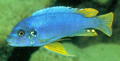 Pseudotropheus
'aggressive yellow fin,' photo by Ad Konings