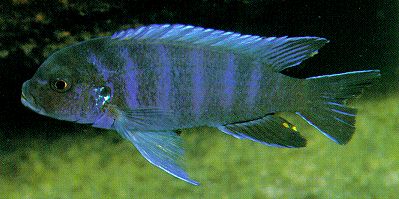 Pseudotropheus 'aggressive zebra,' photo by Ad Konings