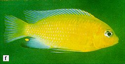 Maylandia barlowi, photo from Ribbink et al. (1983)