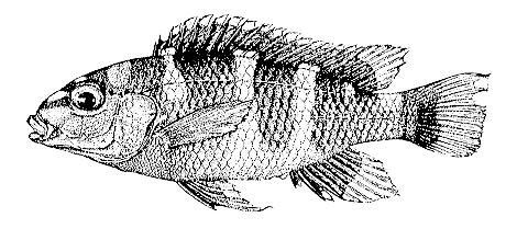 Maylandia crabro, drawing from
Ribbink and Lewis (1982)