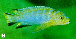 Chindongo cyaneus, from Ribbink et al. (1983)