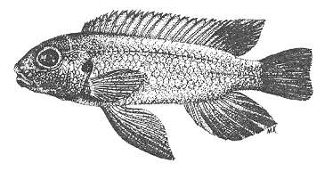 Pseudotropheus cyaneus holotype, from Stauffer (1988)