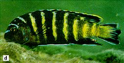 Pseudotropheus elongatus relatives