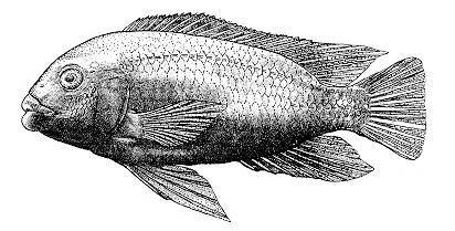 Petrotilapia chrysos, holotype; figure from Stauffer & van Snik (1996)