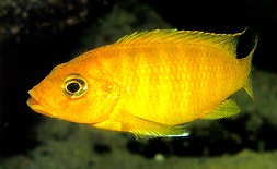 Petrotilapia 'gold eastern,' photo by Ad Konings