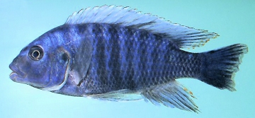 Petrotilapia tridentiger. Photo &copy; by M.K. Oliver