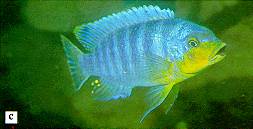 Petrotilapia `yellow chin,` photo from Ribbink et al. (1983)