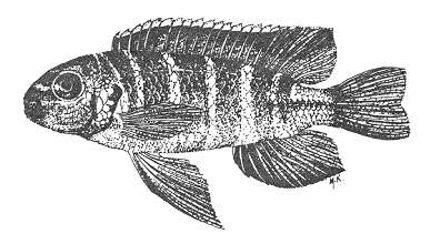 Chindongo flavus holotype, from Stauffer (1988)