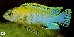 Pseudotropheus gracilior, photo from Ribbink et al. (1983)