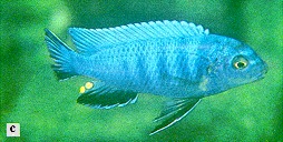 Chindongo heteropictus, photo from Ribbink et al. (1983)