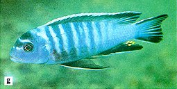 another Chindongo heteropictus, photo from Ribbink et al. (1983)