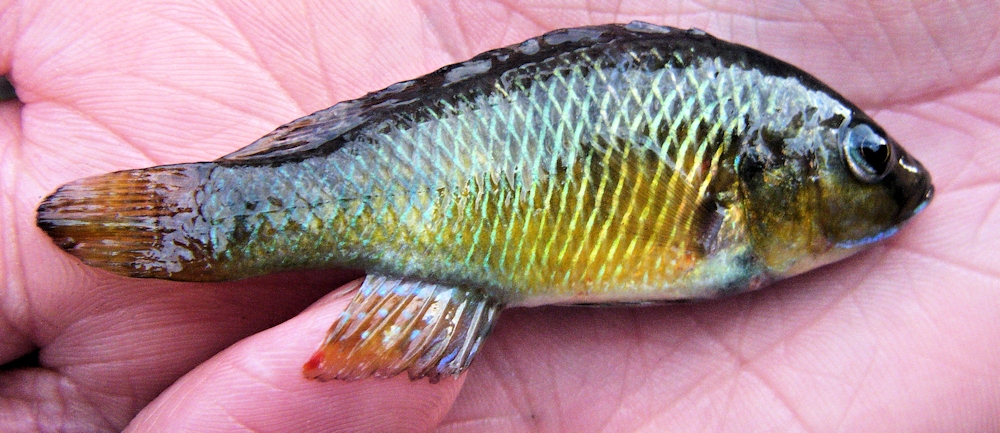 Pseudocrenilabrus philander, a widespread cichlid found in waters surrounding Lake Malawi; photo of a Lake Chilingali (Malawi) specimen by Prof. George Turner