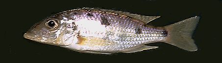Stigmatochromis pholidophorus, photo copyright &copy; by M. K. Oliver