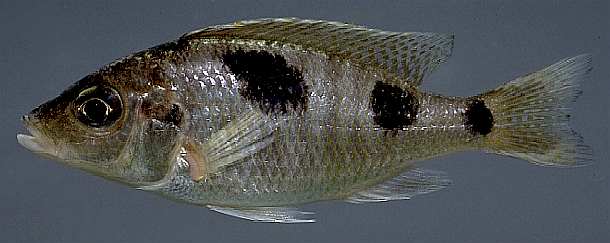 Ctenopharynx pictus; photo by M.K. Oliver