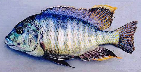 Trematocranus placodon, photo copyright &copy; by M. K. Oliver