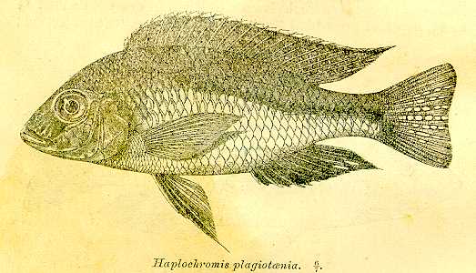 Mylochromis plagiotaenia, drawing of the lectotype,
from Regan (1922)
