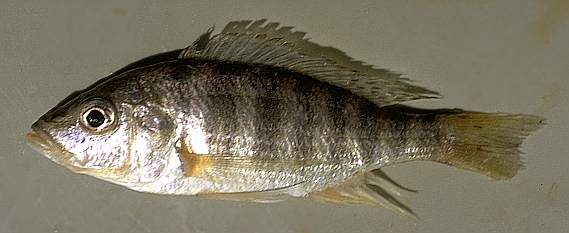 Placidochromis macrognathus, photo copyright &copy; 1997 by M. K. Oliver