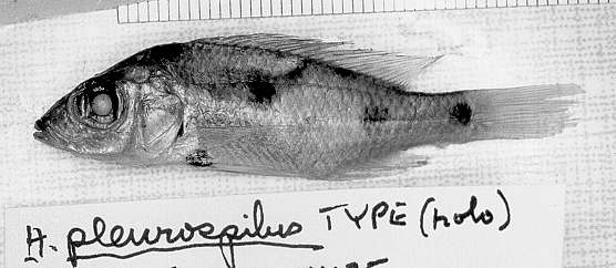 Stigmatochromis pleurospilus, holotype, left side;
photo copyright &copy; by M. K. Oliver