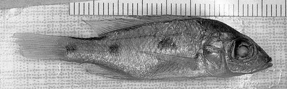 Stigmatochromis pleurospilus, holotype, right side;
photo copyright &copy; by M. K. Oliver