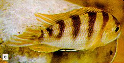 Maylandia livingstonii, photo from Ribbink et al. (1983)