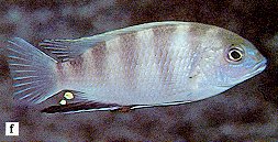Maylandia livingstonii, photo from Ribbink et al. (1983)