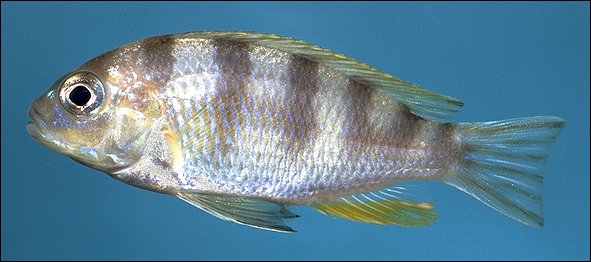 Maylandia livingstonii, photo copyright by M. K. Oliver (1999)
