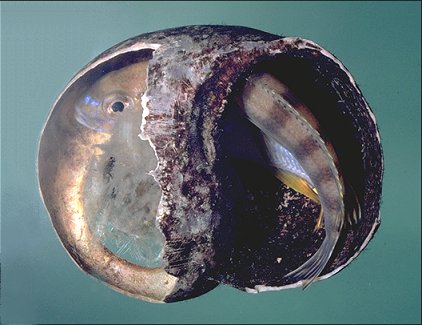 Maylandia livingstonii hiding in Lanistes snail shell,
photo copyright M. K. Oliver (1999)