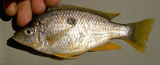 Copadichromis pleurostigmoides, photo copyright &copy; by M. K. Oliver