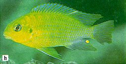 Tropheops macrophthalmus, photo from Ribbink et al. (1983)
