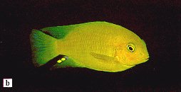 another Tropheops macrophthalmus, photo from Ribbink et al. (1983)