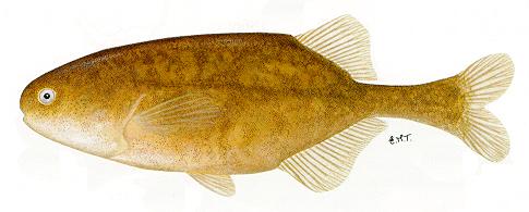 Pollimyrus castelnaui, a mormyrid
found in Lake Malawi; illustration from Skelton (1993), used by permission
of P.H. Skelton