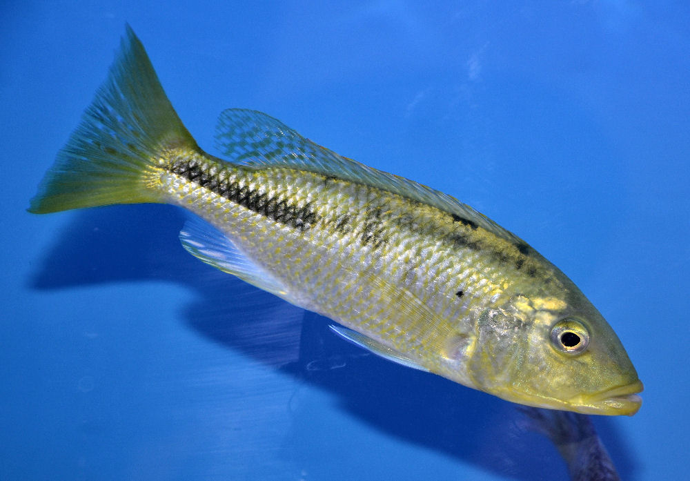 A possible Hemitaeniochromis hybrid, photo by Warren Van Varick