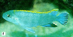 Pseudotropheus perspicax, photo from Ribbink et al. (1983)