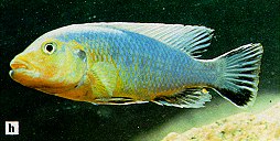 Pseudotropheus purpuratus (`aggressive blue`), photo from Ribbink et al. (1983)