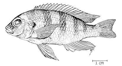 Maylandia pura; drawing by M. Katz