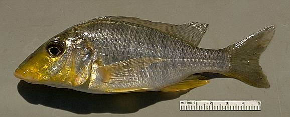 Taeniolethrinops praeorbitalis, photo copyright &copy; by M. K. Oliver