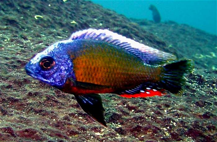 Protomelas sp. `steveni taiwan,' photo copyright &copy; by Larry Johnson