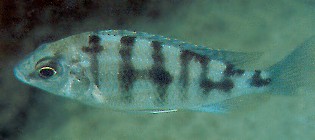 Protomelas sp. `steveni taiwan,' female,
photo copyright &copy; by Ad Konings