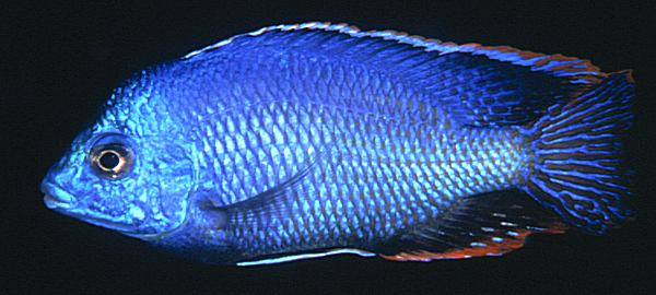 Protomelas dejunctus, photo copyright &copy; by Mark P. Smith, used by permission