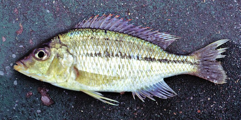 Protomelas kirkii, female trawled in southeast arm; photo by Prof. George Turner, used by permission