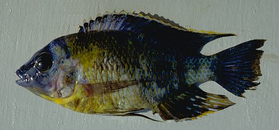 A species in the Protomelas fenestratus group, photo
copyright &copy; by M. K. Oliver