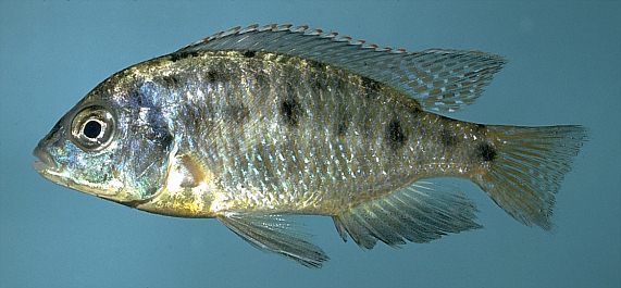 Protomelas virgatus, photo copyright &copy; by M. K. Oliver