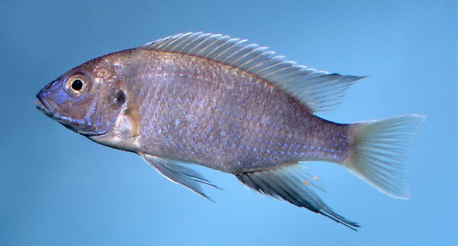 Maylandia elegans,
photo copyright by M. K. Oliver