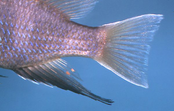 Maylandia elegans, anal and caudal fins,
photo copyright M. K. Oliver