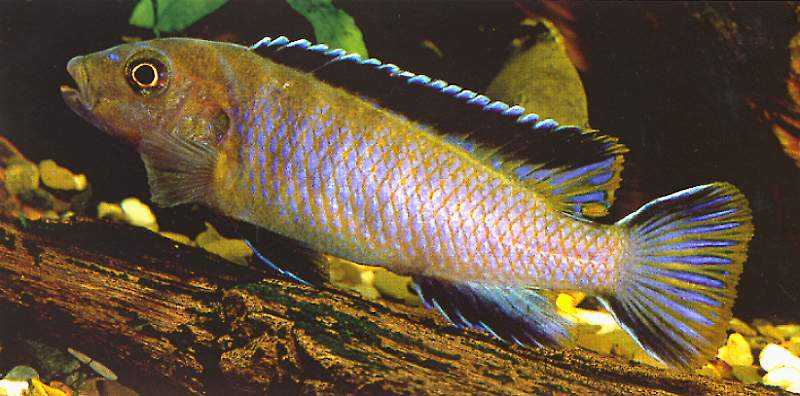 Chindongo longior, live holotype, photo from Seegers (1996),
used by permission